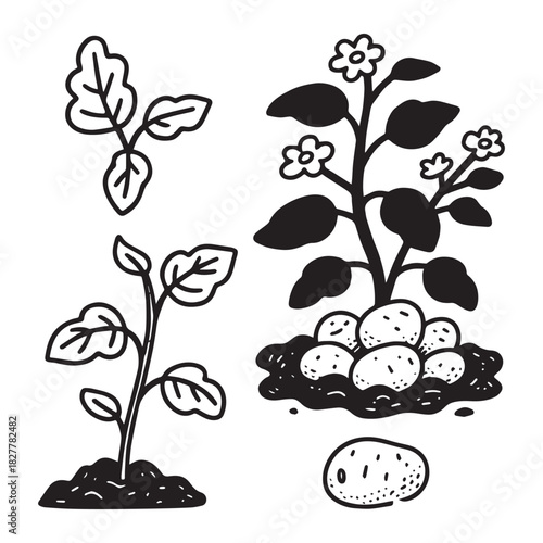 Potato Plant and Harvest Vector Icon Set Sprout, Flowering, and Tubers.