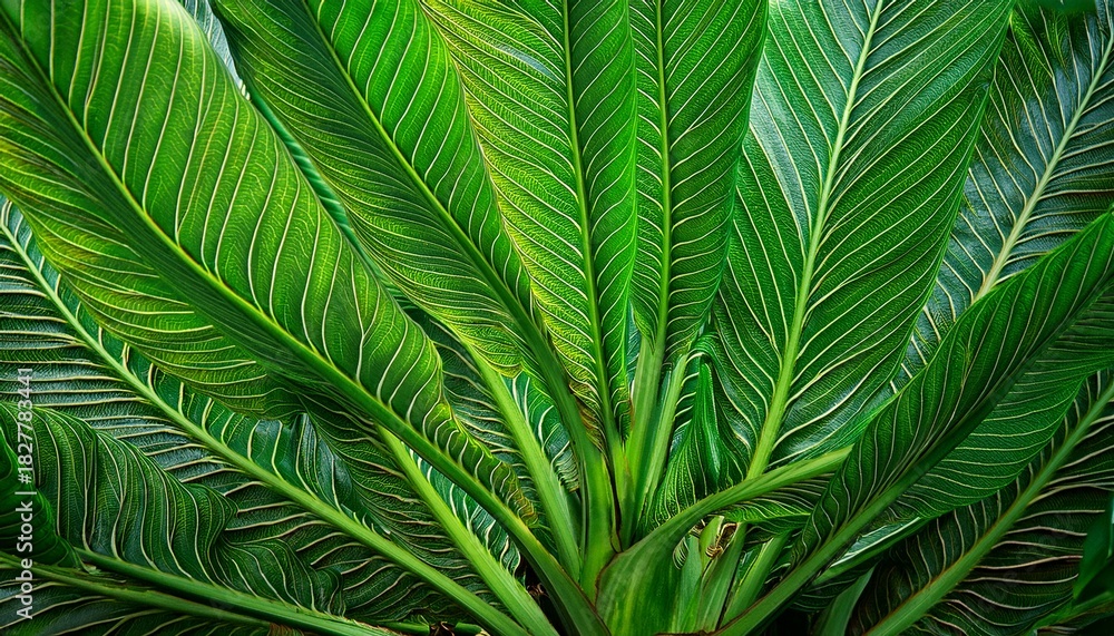 Fototapeta premium Plam Nature Background Plam Leaf Green For Fresh Summer Lush Of Growth