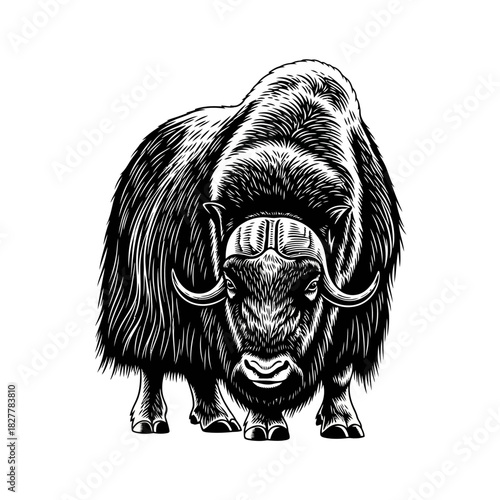 Resilient Vector Silhouette of a Musk Ox Head Down in Arctic Winds
