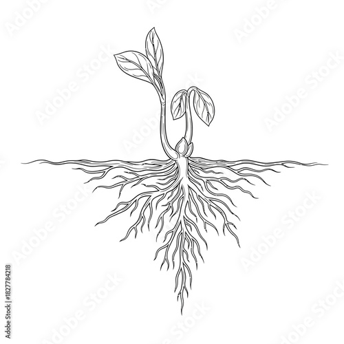 Delicate Fine Line Silhouette of Young Roots Emerging from the Ground
