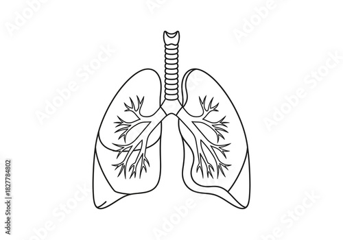 Anatomical illustration of the human lungs depicting the bronchioles, respiratory system, trachea, and airway pathways