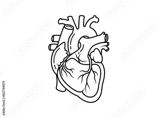An outline illustration of a human heart, depicting its anatomical structure with clear lines and detailing the major vessels and chambers