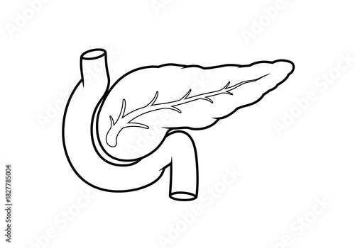 Detailed Line Art Illustration of Human Pancreas and Duodenum for Medical Diagrams and Biological Studies, Highlighting Digestive System Anatomy