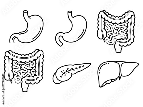 Set of black and white outline illustrations of human digestive system organs stomach, intestines, pancreas, and liver