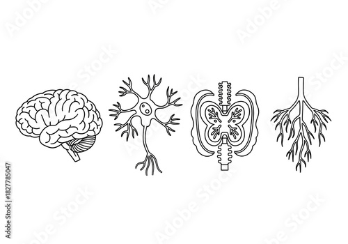 Set of neurology and anatomy line art icons illustrating parts of the central nervous system, including the brain, neuron cell, spinal cord, and nerve roots