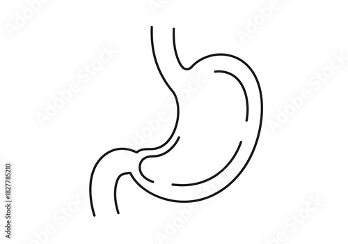 Anatomy of the Human Stomach Illustration Depicting the Structure of the Digestive Organ