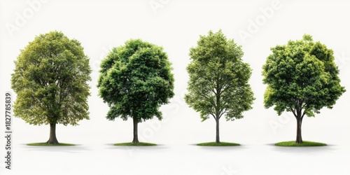 Isolated realistic trees collection white background gigapixel nature photography outdoor environment eye-level view botanical study