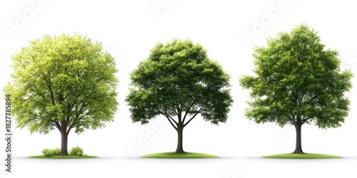 Isolated realistic trees collection white background nature photography studio environment gigapixel quality