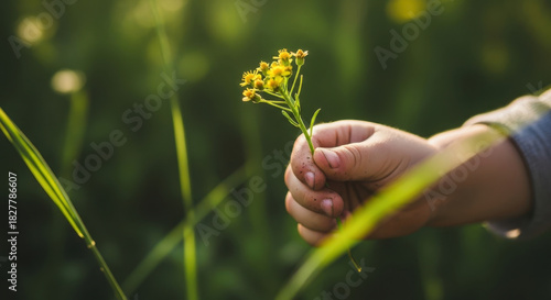 Childs hand holding wildflower against blurred green field background sunlight