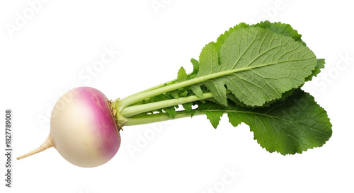 Isolated Turnip with Green Leaves Close-Up, a Nutritious and Healthy Root Vegetable