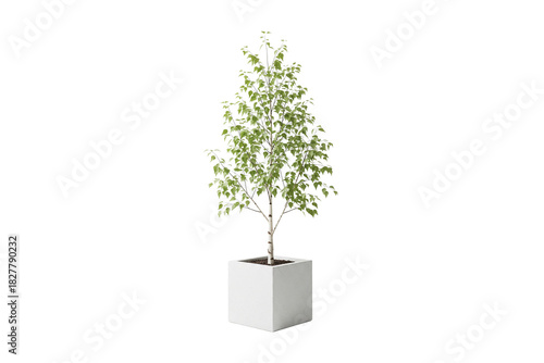 Young birch tree with slender trunk and green leaves in a large white planter, isolated on white