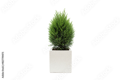 Dwarf conifer or Cypress plant in a square white concrete planter, isolated on white