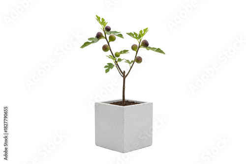 Young fig tree with ripe and unripe fruit in a small square white speckled planter, isolated on white
