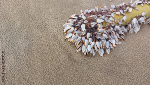 Close-up of a goose barnacles on the beach with space for text