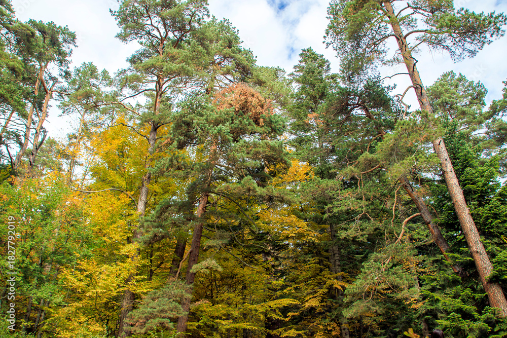 Fototapeta premium colorful trees in the garden