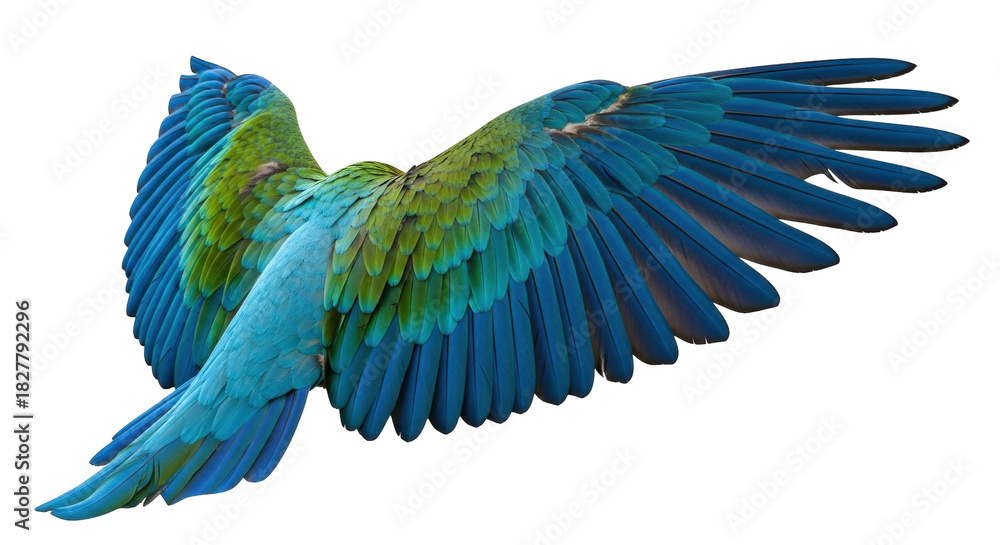 Obraz premium Isolated macaw wings spread, plumage detail, vibrant feathers, and flight-ready