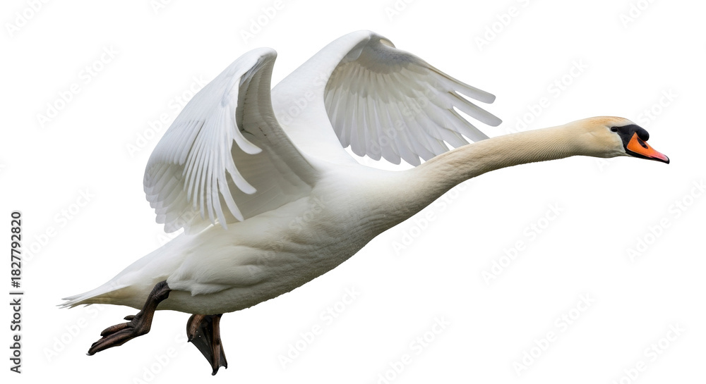 Obraz premium Isolated mute swan flying graceful showing outstretched wings, avian wildlife photography