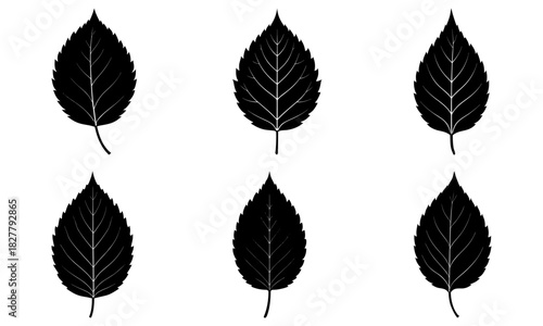 Elegant leaf silhouettes, detailed vector design element, perfect for botanical illustrations, nature themes, and springtime projects, a natural touch