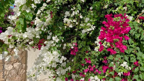 Wallpaper Mural Vibrant bougainvillea in full bloom with cascading white and deep pink clusters contrasting against sunlit greenery and a textured stone wall, creating a lively Mediterranean floral scene Torontodigital.ca