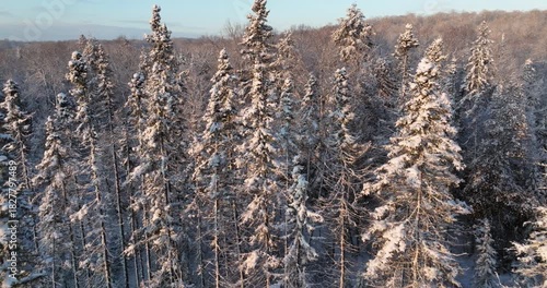 Cinematic pull back aerial view of tall snow covered evergreen trees
