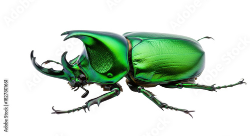 Isolated Green Jewel Scarab Beetle with Prominent Horns Standing, Exotic Tropical Insect
