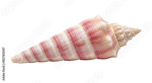 Isolated sea shell close-up showing beautiful natural pink and beige colored markings, ridges