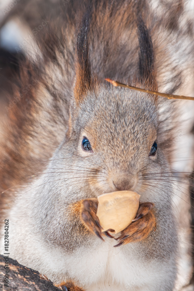 Obraz premium The squirrel with nut sits on tree in the winter or late autumn