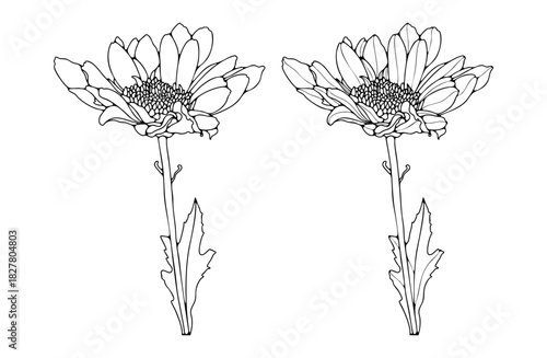 Chrysanthemum flower outline or sketch isolated on white background. Hand drawn vector floral illustration for coloring pages or publications