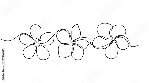 Plumeria flower continuous one line drawing animation. Frangipani linear blossom animated video, Video. A lily flower drawn with one continuous editable line. Animation on white background 4K