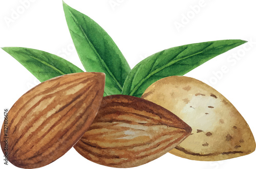 Vector almond composition. White background. For your design