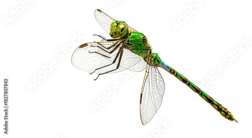 Isolated Common Green Darner dragonfly, perched with detailed wings, macro studio shot