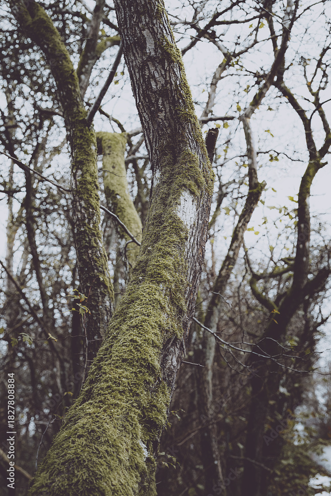 Fototapeta premium A low-angle shot reveals several tree trunks heavily covered in vibrant green moss, reaching upwards towards a bright, overcast sky. The intricate patterns of the moss contrast with the rough texture 