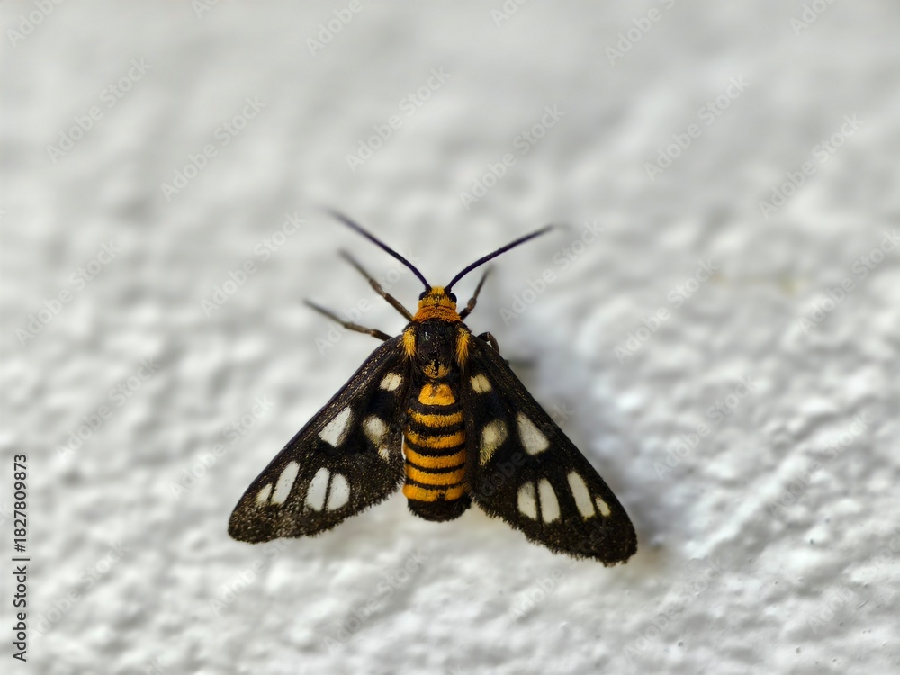 Obraz premium Hubner's wasp moths or Amata huebneri is a type of tiger moth