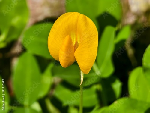 a bright yellow flower from a species of peanut plant or Arachis pintoi used as ornamental ground cover