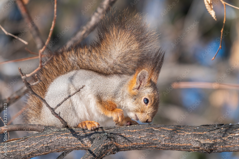 Fototapeta premium The squirrel sits on a branches without leaves in the winter or autumn