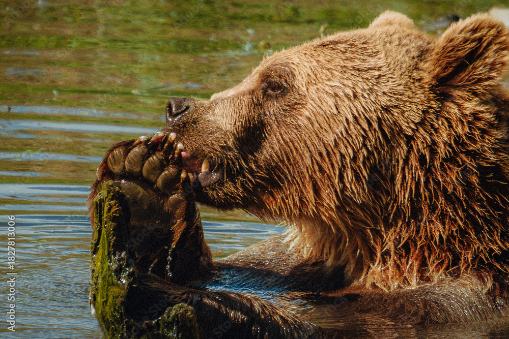 Fototapeta premium Grizzly bear enjoying a meal by the water in a serene natural setting