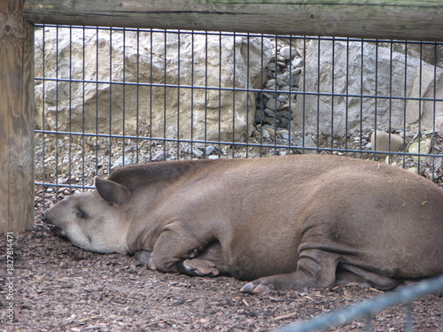 Billede på lærred Tapiro nel fitto della vegetazione nel suo habitat naturale forestale