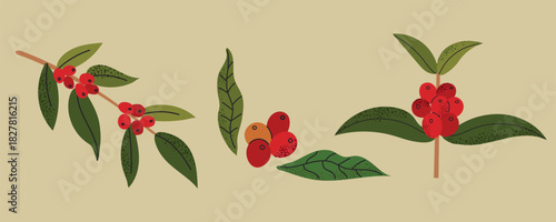 Set of coffee berries icon clipart logotype isolated illustration