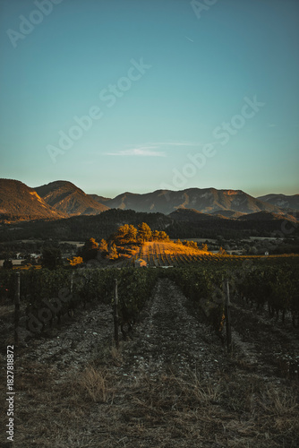 Wallpaper Mural Rangées de vignes dans la Drôme, lever soleil, terroir viticole, paysage agriculture biodynamique française Torontodigital.ca