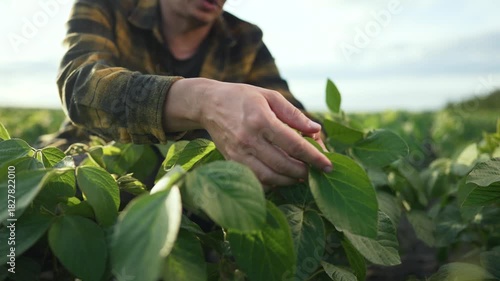 Farmer inspects crop closely. Hands farmer examining soybean plants in field. farmer tending to soybean crop. Agricultural expert ensuring healthy soybean growth. Soybean crop inspection by farmer.