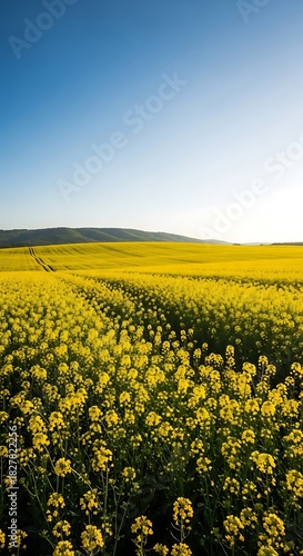 Vast yellow canola field under a clear blue sky.
