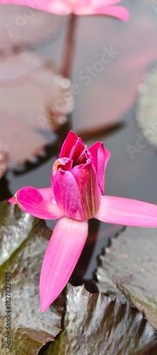 Close-up view of a vibrant pink lotus flower bud with dark green lily pads in still water, evoking a sense of tranquility and natural beauty