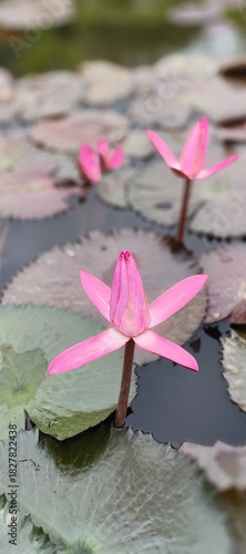 Vibrant pink water lilies elegantly bloom amidst lush green lily pads on a serene pond, creating a tranquil and picturesque natural scene reflecting peace and captivating beauty