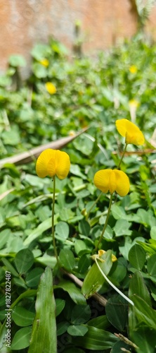 A beautiful close-up of three vibrant yellow button-like wildflowers blooming against a lush carpet of fresh green leaves in a garden