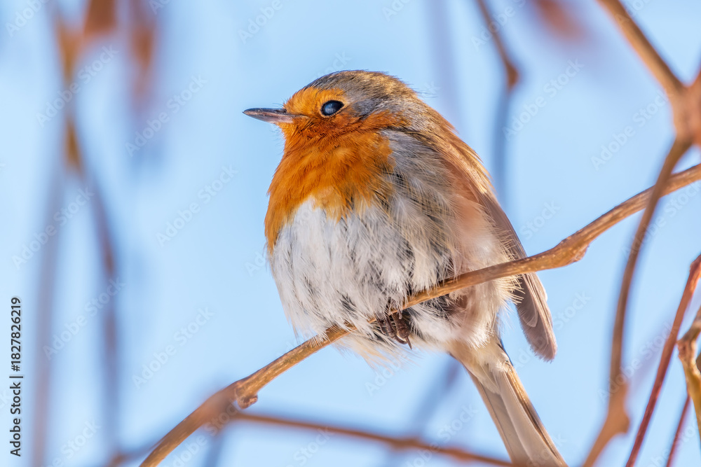 Naklejka premium Cute bird the European Robin, Erithacus rubecula. sitting on the tree branch in winter.