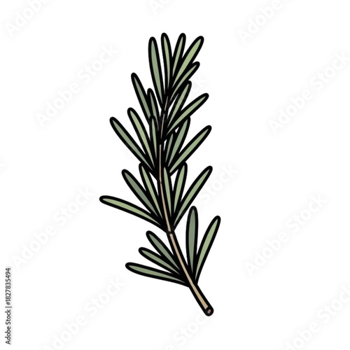 Fresh rosemary sprig: Aromatic herb for culinary creations, adding rustic charm and flavorful essence to gourmet cuisine and herbal remedies