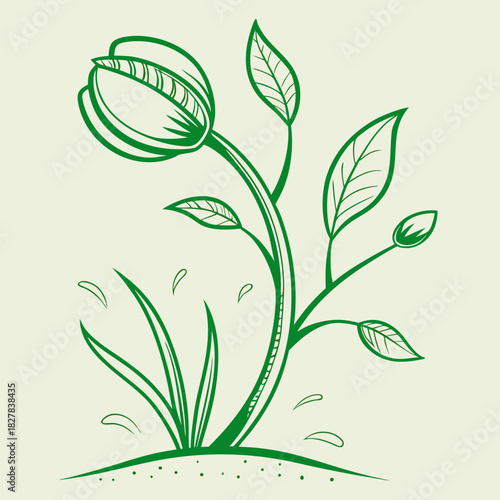 Green tulip flower with leaves growing from the ground on a light background