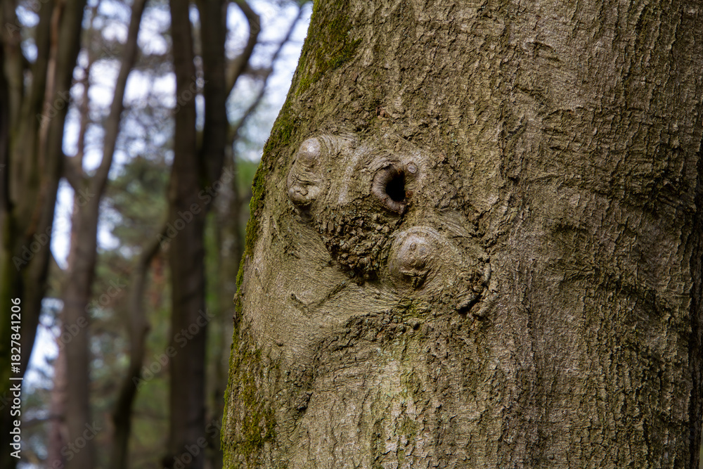 Obraz premium Paraidolia is seeing faces in trees