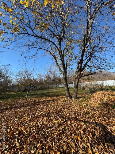 Fallen colorful maple leaves on ground in autumn city park. Withered colorful tree leaves lying on the earth in autumn . Carpet of autumn leaves . Fallen Brown Leaves on Autumn Ground .