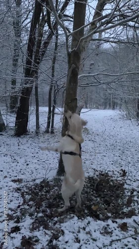 An energetic white Labrador, hopping on its hind legs and playfully nibbling on a tree branch in the winter forest, is suitable for pet products, advertising campaigns or outdoor lifestyle materials.